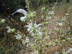 Salvia argentea