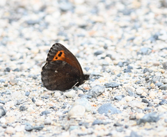 Erebia mancinus