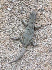 Mediodactylus danilewskii