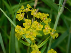 Euphorbia virgata
