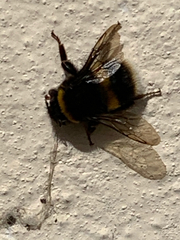 Bombus