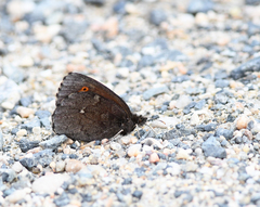 Erebia mancinus