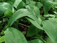 Convallaria majalis