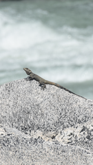 Laudakia tuberculata