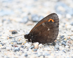 Erebia mancinus