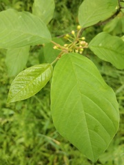 Frangula alnus