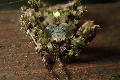 Araneus seminiger
