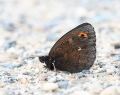 Erebia mancinus