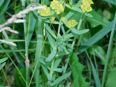 Euphorbia virgata