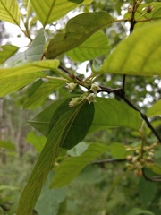 Frangula alnus