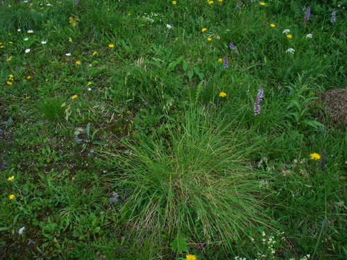 Helictotrichon parlatorei, photograph 4
