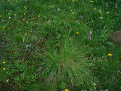 Helictotrichon parlatorei