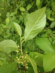 Frangula alnus