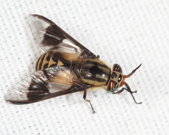 Chrysops callidus