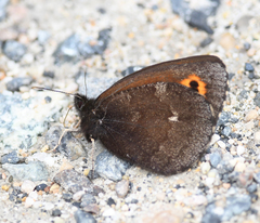Erebia mancinus