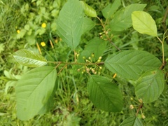 Frangula alnus