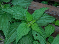 Urtica dioica