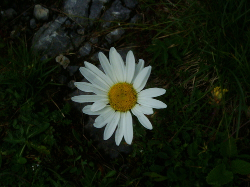 Image of Saw-Leaved Moon-Daisy (Leucanthemum atratum) by (c) Christian Berg, some rights reserved (CC BY)