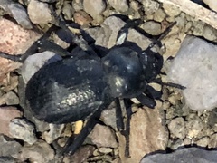 Cryptoglossa infausta