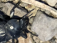 Cryptoglossa infausta