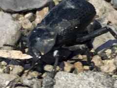 Cryptoglossa infausta