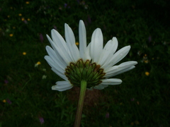 Leucanthemum atratum, photograph (c) Christian Berg, some rights reserved (CC BY)