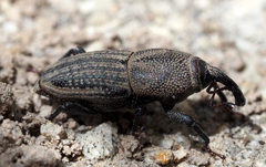 Sphenophorus parvulus