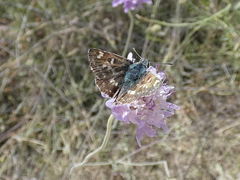 Carcharodina