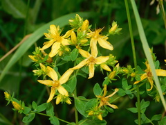 Hypericum perforatum