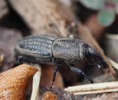 Sphenophorus parvulus