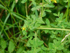 Hypericum perforatum