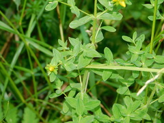 Hypericum perforatum