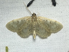 Anania tertialis