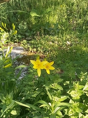 Hemerocallis lilioasphodelus