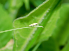 Cicadellidae