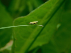 Cicadellidae