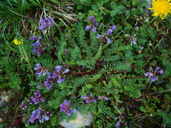 Oxytropis montana
