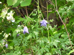 Clematis macropetala
