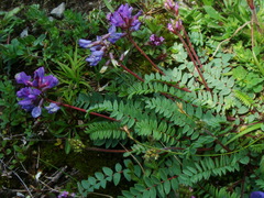Oxytropis montana