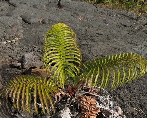 Amaumau Fern Ferns Of North America · Inaturalist