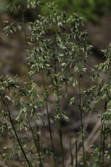Poa angustifolia