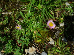 Erigeron glabratus