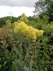 Thalictrum flavum