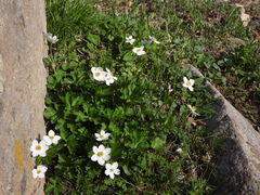 Anemonastrum chinense
