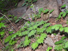 Primula matthioli pekinensis