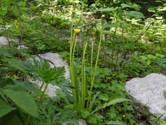 Taraxacum platypecidum