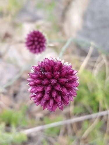 cesnak guľatohlavý (Allium sphaerocephalon)