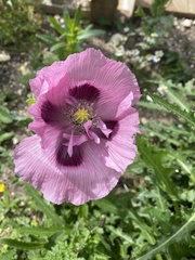 Papaver somniferum