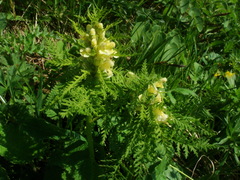 Pedicularis foliosa