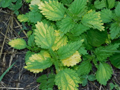 Urtica dioica